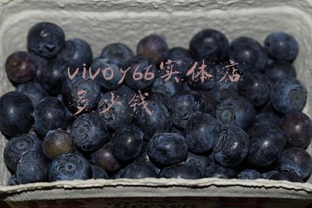 vivoy66实体店多少钱