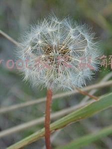 root权限破解