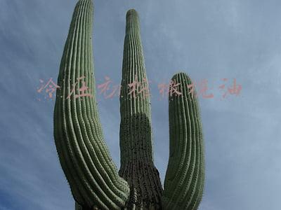 冷压初榨橄榄油