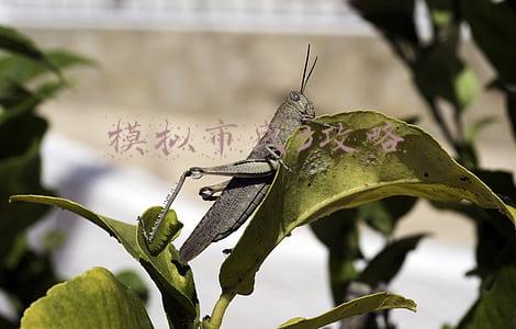 模拟市民3作弊秘籍(又见虚拟货币“杀猪盘”有人两月上百万打水漂)