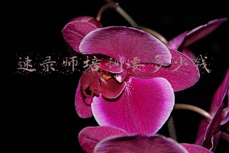 速录师培训要多少钱