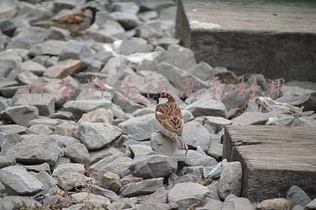什么牌子隔离霜好用又便宜(平价又好用的5款“隔离霜”：韩熙贞水润持妆，姬芮性价比超高)