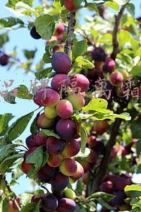 什么品牌隔离霜好用