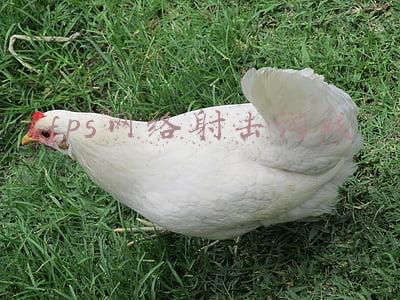 免费的fps射击类端游(游戏迷5款必玩的3A级FPS射击大作)