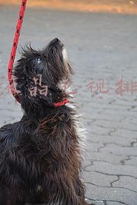 中国液晶电视十大名牌排行榜(三星电视全球第一，到国内为何成了倒数？)