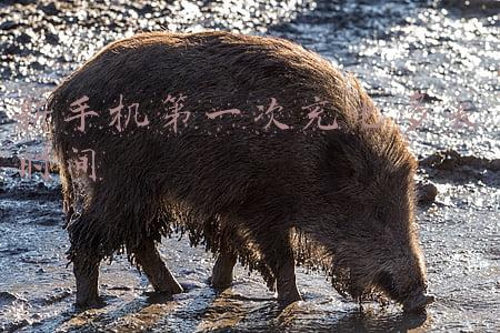 新手机第一次充电多长时间