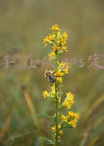 谷米汽车在线gps定位(飞机与汽车的碰撞 大疆无人机或将携手谷米汽车在线)