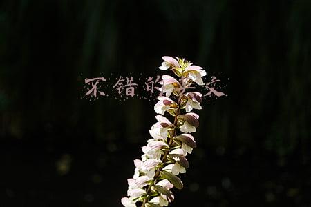 不错的英文