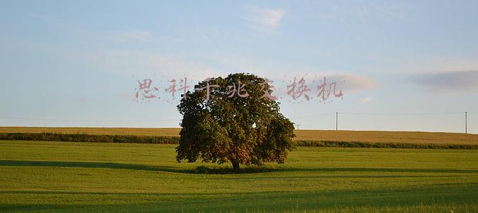 思科千兆交换机