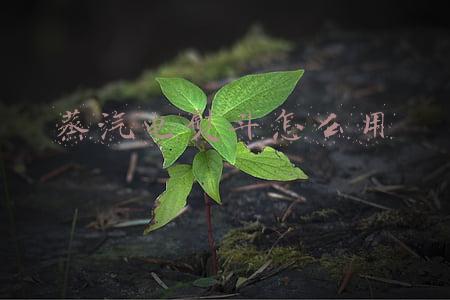 蒸汽电熨斗怎么用