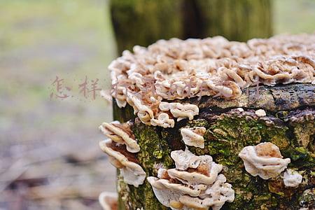 怎样打开pdf文件类型(PDF使用百科全书，万能指南1分钟解决所有难题，建议收藏)