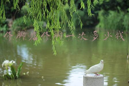 修脚店价格，修脚店价格表图片