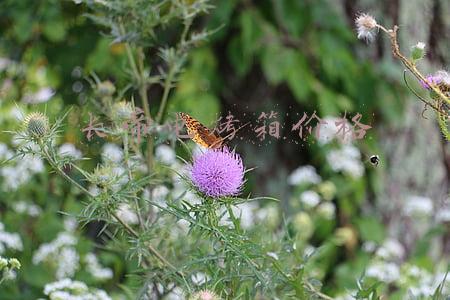 长帝电烤箱价格