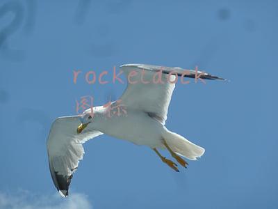 rocketdock图标