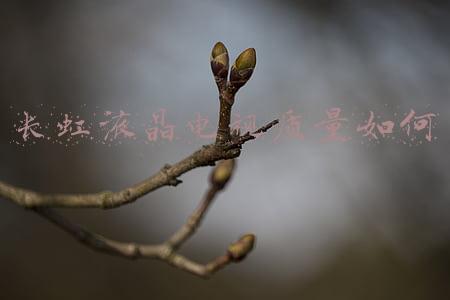 长虹显示器质量怎么样(双十一98英寸智屏哪款好？TCL 98Q6E无悬念完爆对手)
