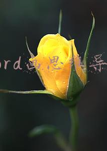 word画思维导图怎么画(PPT中怎么插入思维导图？两种导图添加方法全教给你)