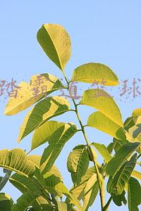 安踏霸道篮球鞋