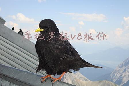 摩托罗拉v8报价