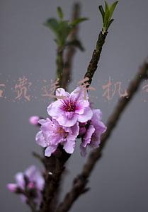 充话费送手机 移动