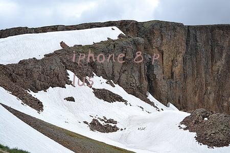iphone 8 plus和xr(2000多入手美版无锁iPhoneXR，还买什么iPhone8Plus)