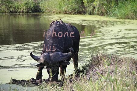 iphone 8 plus