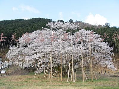 去美容店去黑头多少钱