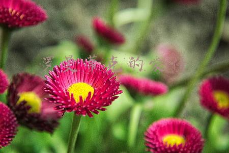 罗曼蒂克的爱情什么意思(爱情到底是什么？ 婚恋中有哪些常见的矛盾心理？)