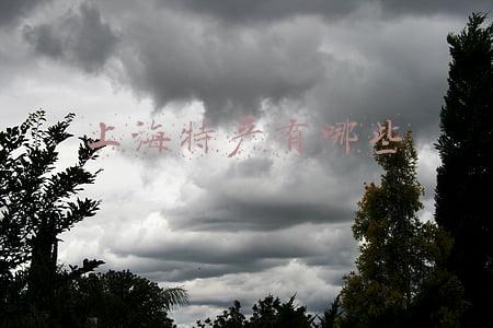 上海特产有哪些土特产(上海美食不为人知的真相，填补早点、正餐、小吃、特产等空缺)
