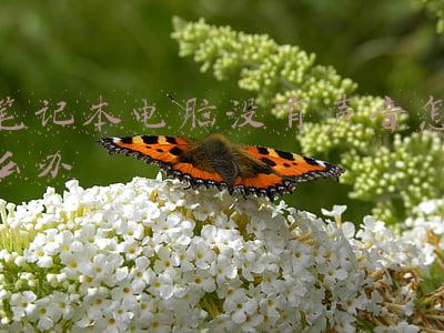 为什么笔记本电脑没有声音怎么办(笔记本电脑没有声音怎么办？)