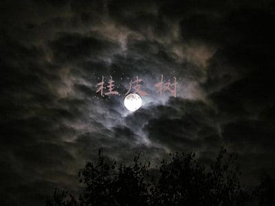 桂皮树