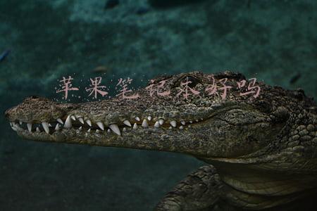 苹果笔记本好吗