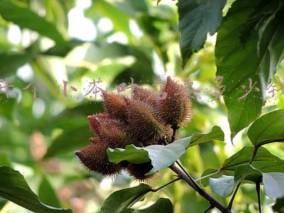 开个茶叶店赚钱吗《开个茶叶店利润》
