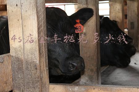 4s店全车抛光多少钱