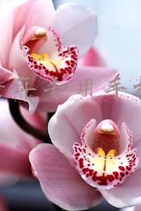 老年专用手机什么牌子的好用(过年最适合送给长辈的三款手机，大电池大屏幕，价格还不贵)