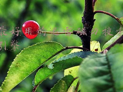 最好用的迅雷磁力搜索引擎磁力狗(分享几个更懂你的磁力链接搜索引擎)