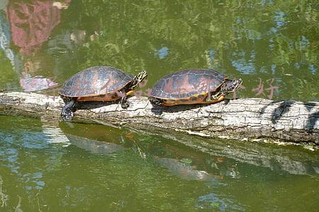 导航仪品牌哪个好