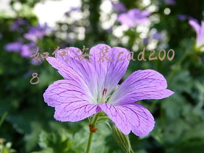 如何安装cad2008