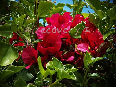刷recovery工具
