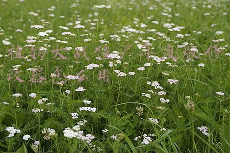 植物大战僵尸修改器万能通用版(官方外挂最为致命，来看看那些植物大战僵尸的骚操作)