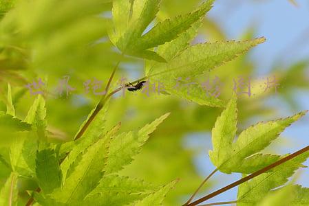 世界跑车排行榜图片和价格(全球最贵的车没有超过30亿！超十亿两款，最贵是黄金跑车 28.5亿元)