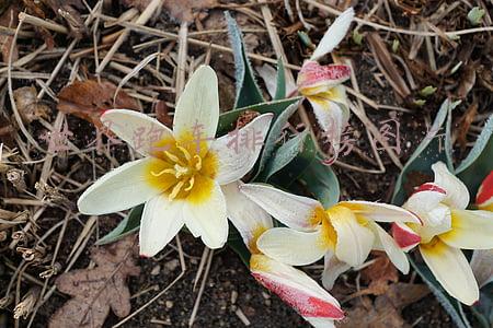 世界顶级跑车前十名图片欣赏(全球十大最贵的跑车，世界上最贵的跑车涨知识了)
