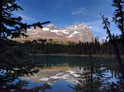 惠氏金装爱儿乐