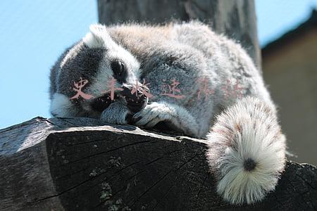 史丰收速算法有意义吗(诺贝尔奖获得者、著名科学家杨振宁，为史丰收速算法“雪中送炭”)