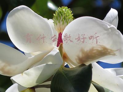 有什么歌好听