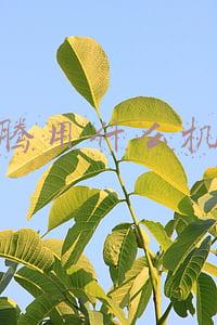 迈腾用什么机油