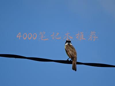 4000笔记本推荐2019(预算4000元左右，有哪些轻薄本推荐？这四款应该就挺不错)
