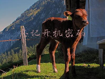 忘记开机密码