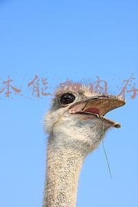 笔记本能加内存条吗