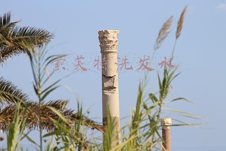 索芙特洗发水