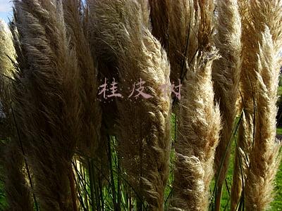 桂皮树